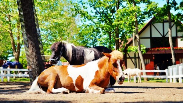 ノーザンホースパーク