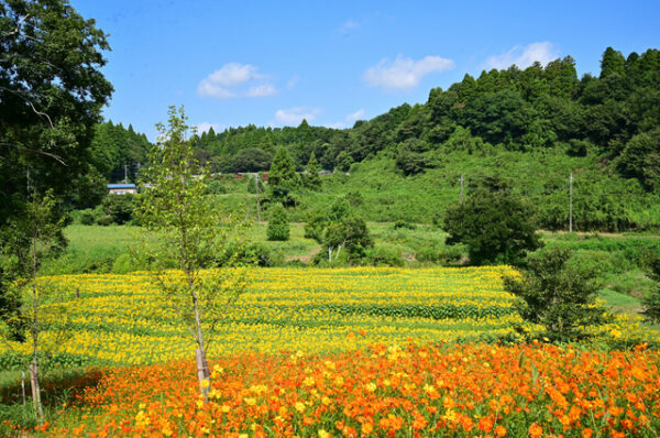 市原みつばち牧場