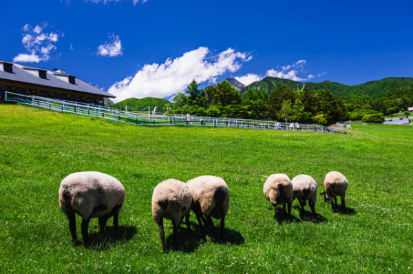 まきば公園