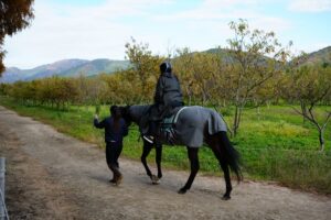 メタセコイアと馬の森