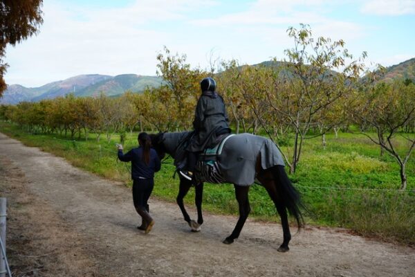 メタセコイアと馬の森<