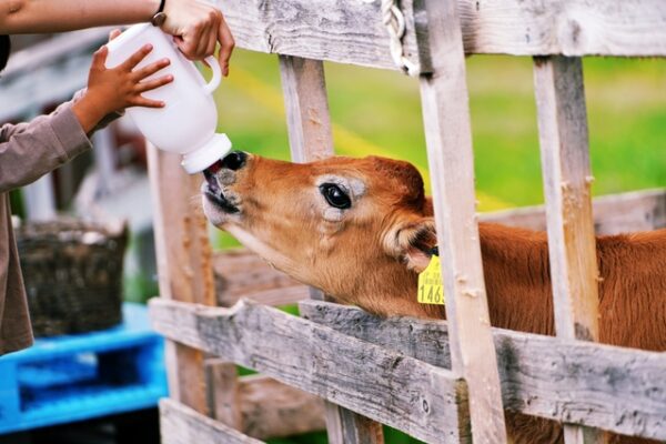 ファームズ千代田 ふれあい牧場