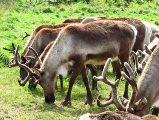 幌延町トナカイ観光牧場