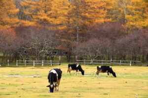 光徳牧場