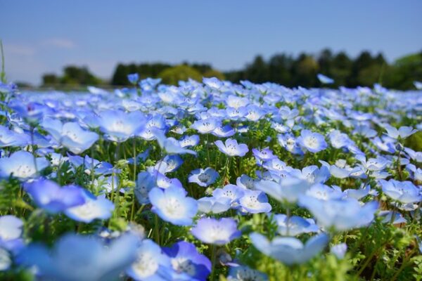 富田さとにわ耕園