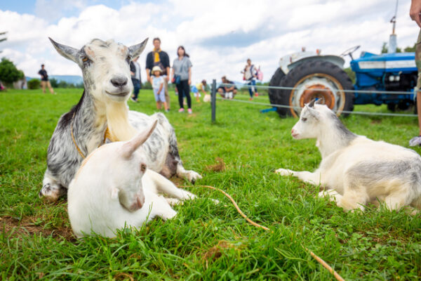 蔵王ハートランド