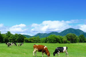 群馬県浅間家畜育成牧場