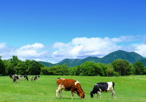 群馬県浅間家畜育成牧場