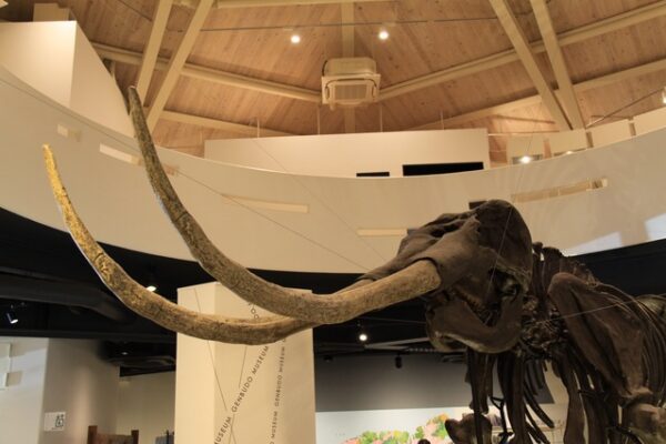 玄武洞ミュージアム