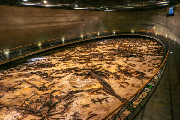 地底の森ミュージアム