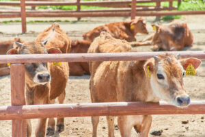 那須高原りんどう湖ファミリー牧場