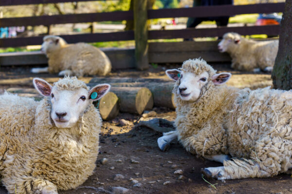 伊香保グリーン牧場
