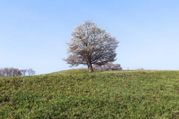 大子ふれあい牧場