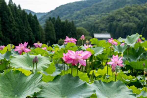 花はす公園