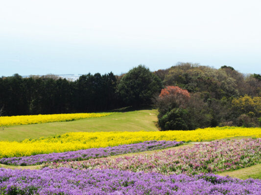 兵庫県立公園あわじ花さじき