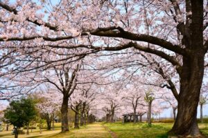 千秋が原ふるさとの森