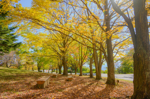 松本市アルプス公園