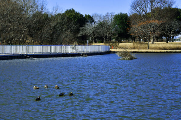 羽生水郷公園