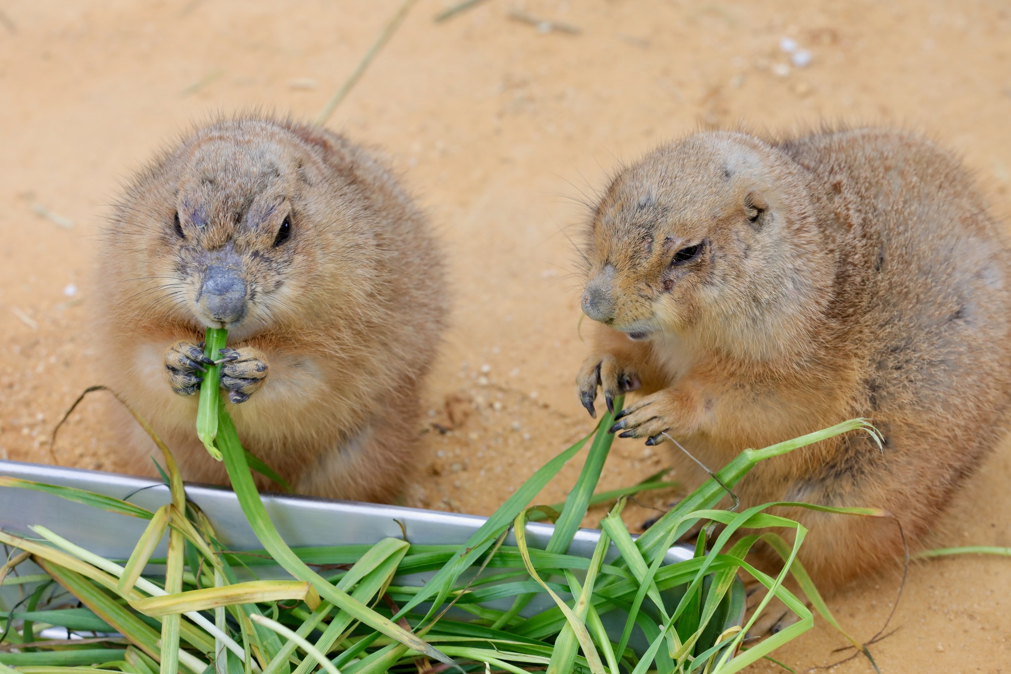 福井のおすすめ動物園8選！家族や友人と一緒にふれあい体験なども | なっぷ