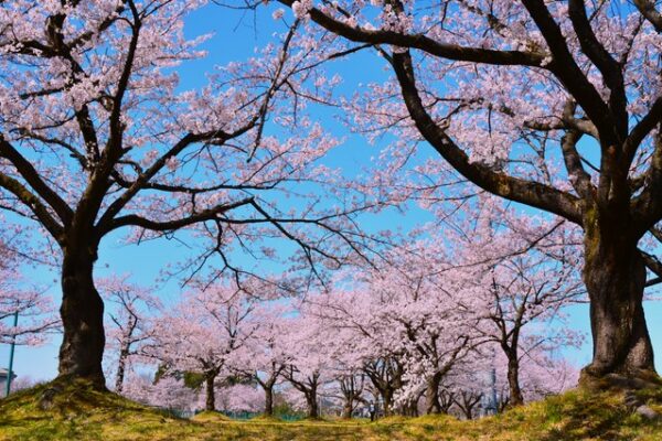 信濃川河川公園