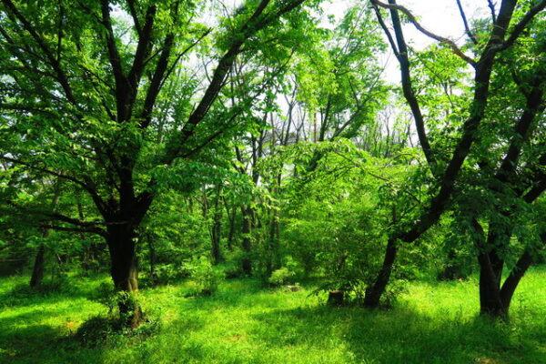 埼玉県営和光樹林公園