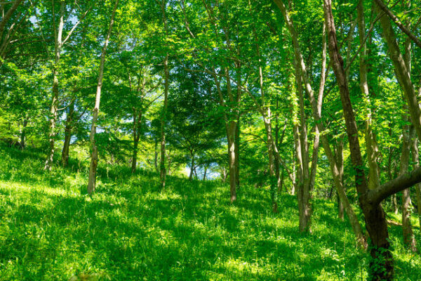 公渕森林公園