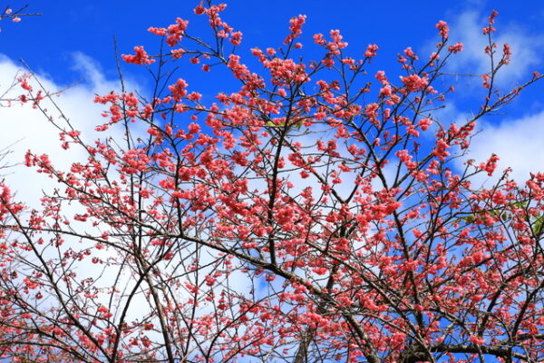 八重岳桜の森公園