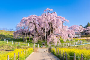 三春滝桜