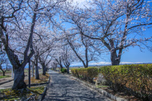 高畠まほろばの緑道
