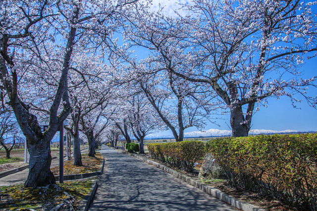 高畠まほろばの緑道
