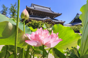 高田本山専修寺