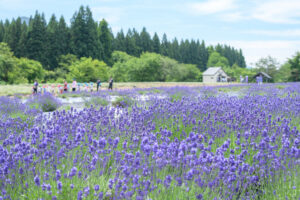 美郷町ラベンダー園