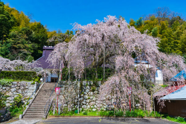 瑠璃寺 吉田のしだれ桜