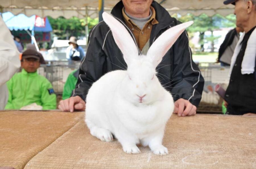 中仙ジャンボうさぎふれあい広場のアクセス・営業時間・料金情報 | なっぷ