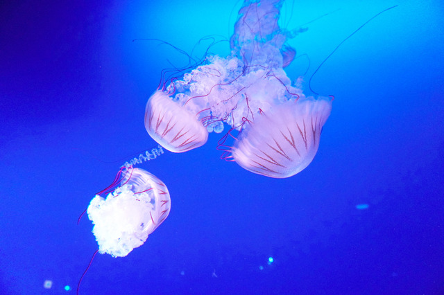 新江ノ島水族館