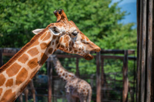 茶臼山動物園