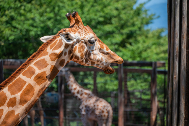 茶臼山動物園