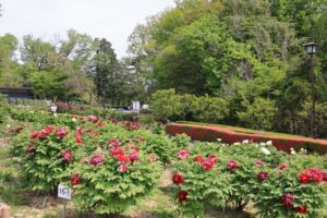 東松山ぼたん園