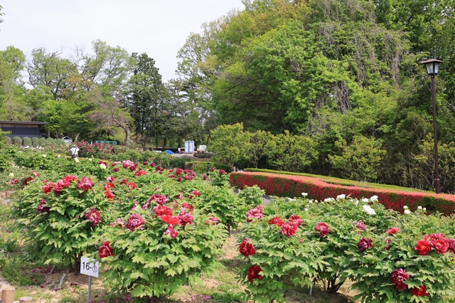 東松山ぼたん園