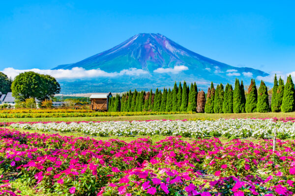 山中湖花の都公園