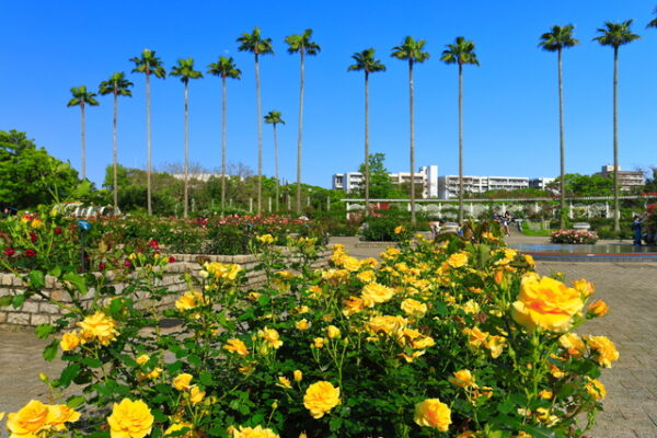 大阪市立長居植物園 バラ園