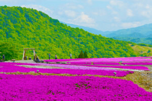 茶臼山高原・芝桜の丘
