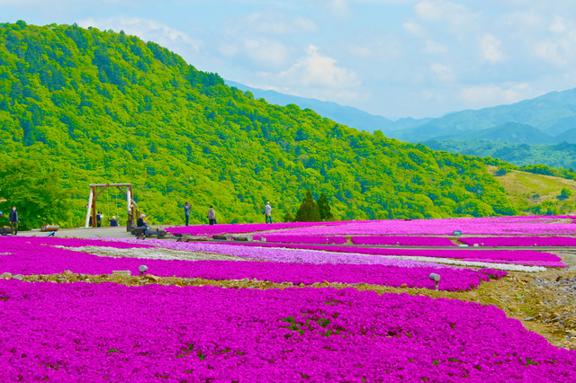 茶臼山高原・芝桜の丘
