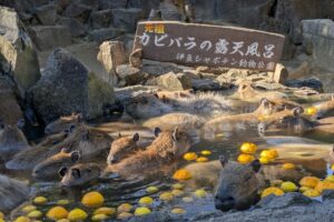 伊豆シャボテン動物公園
