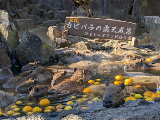 伊豆シャボテン動物公園
