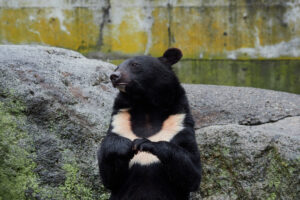 奥飛騨クマ牧場