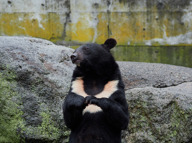 奥飛騨クマ牧場